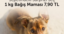 26 Ağustos Dünya Köpek Günü’ne Özel  Bağış Kampanyası!