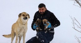 Van’da Kar Oyuğunda Yuvalanan Yavru Köpekler İçin Yeni Yuva