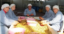 Sofralık zeytin ihracatı 100 bin tona koşuyor