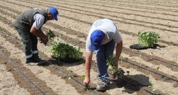 Aydın Büyükşehir Belediyesi Gelecek Yılın Tohumlarını Yetiştiriyor