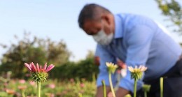 Seferihisar Düzce’de “Ekinezya’nın Başarı Hikayesi”