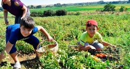 Tekirdağ Karaiğdemir Mahallesinde ‘’Fideler Bizden Hasat Sizden’’ Domates Hasadı Etkinliği Gerçekleştirildi