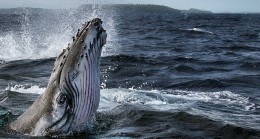 Dört Bölümlük ‘Balinaların Gizemli Dünyası’ 2 Haziran’da National Geographic WILD Ekranlarında Başlıyor!