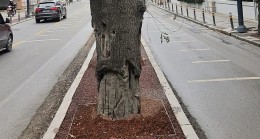 Kadiköy’deki Hasta Ağaçların Yerine Yenileri Dikilecek
