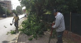 Kemer Belediyesi’nden yeşil alanlarda bakım çalışmaları