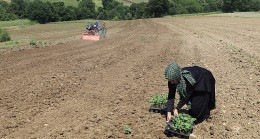 Üreticiler karpuz tohumlarını toprakla buluşturdu