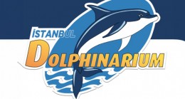 İstanbul Dolphinarium’da Yunuslarla Özel Yüzme Programı ve Gösteriler