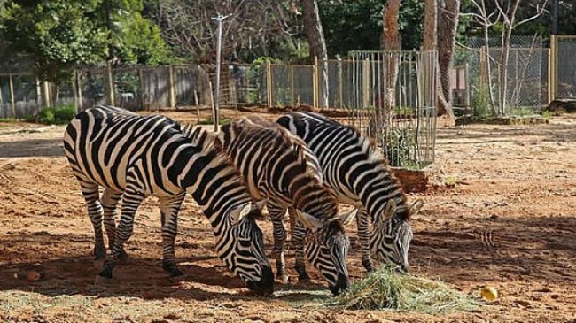 Antalya Hayvanat Bahçesi kapılarını ziyarete açıyor