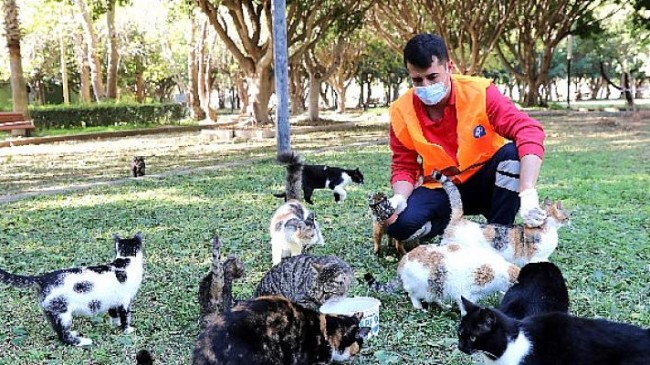 Sokak hayvanlarına her gün mama