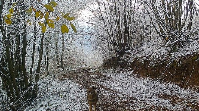 Ormanya’nın yaban hayatı foto kapanlara yansıdı