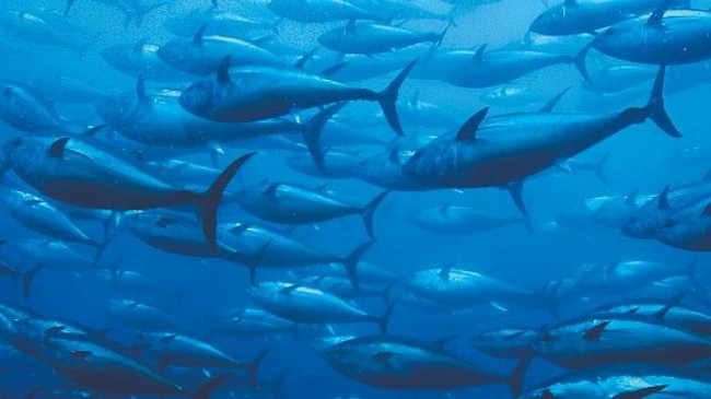 Dardanel, Dünya Okyanus Günü’nde sürdürülebilir balıkçılığa dikkat çekiyor