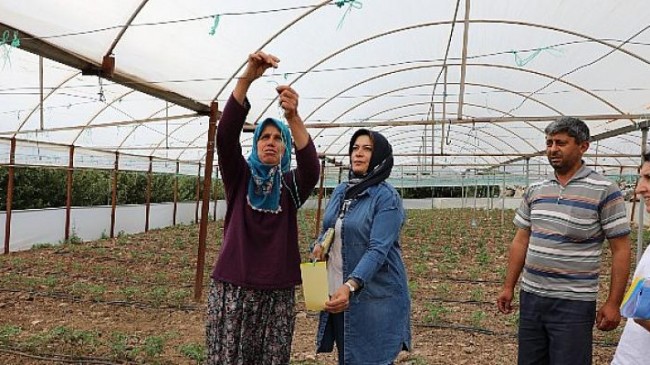 Antalya Büyükşehir’den üreticilere ücretsiz yapışkan tuzak