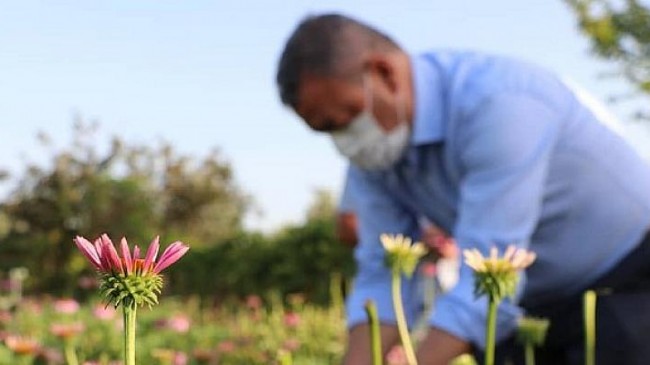 Seferihisar Düzce’de “Ekinezya’nın Başarı Hikayesi”