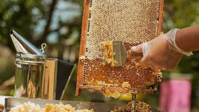 Ege Bölgesi’nde su ürünleri ve hayvansal mamuller ihracatı 1, 5 milyar doları aştı