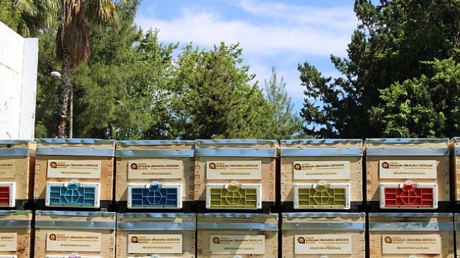 Antalya Büyükşehir Belediyesi’nin arı üreticilerine kovan desteği sürüyor