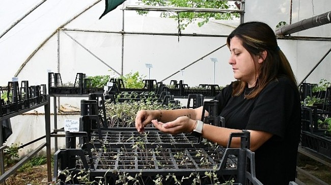 Lüleburgaz Belediyesi atalık tohumlardan fide yetiştirme çalışmalarını sürdürüyor