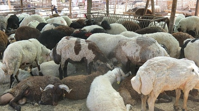 aklaşan Kurban Bayramı öncesinde, Türkiye’nin dört bir yanından gelen kurbanlık satıcıları ve Menemenli vatandaşlar, Gölpark arkasındaki eski askeri atış alanında buluşuyor