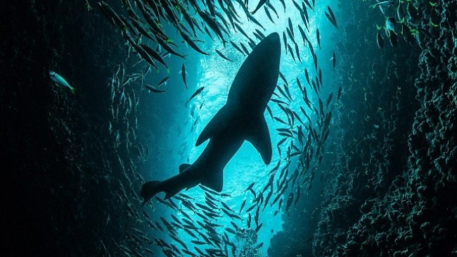 National Geographic NOW Seç-İzle Servisi Temmuz Ayında ‘Köpekbalığı Festivali’ Temasıyla Dopdolu İçerikler Sunuyor
