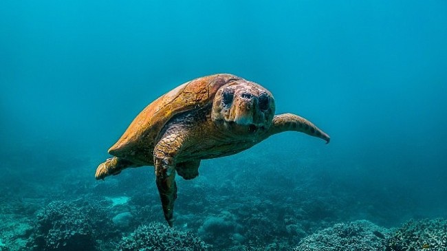 National Geographic NOW Seç-İzle Servisi Temmuz Ayında ‘Okyanuslar’ Temasıyla Dopdolu İçerikler Sunuyor