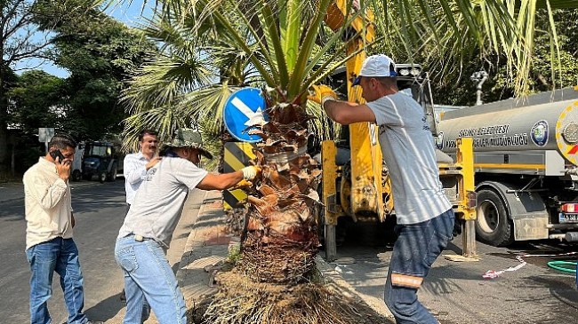 Salihli Belediyesi Site Caddesi’ni Palmiye Ağaçlarıyla Yeşillendiriyor