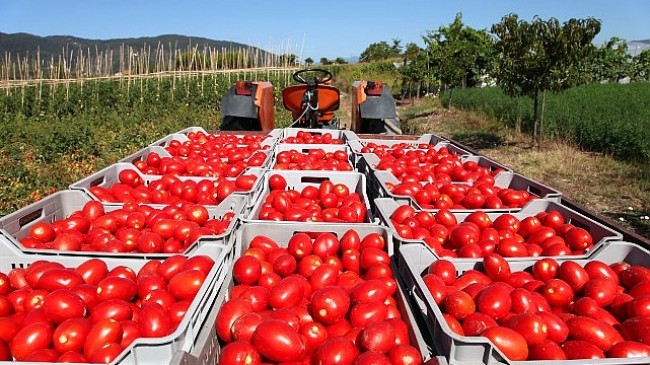 Yaş meyve sebze ve meyve sebze mamulleri ihracatı 6 ayda 3 milyar doları aştı