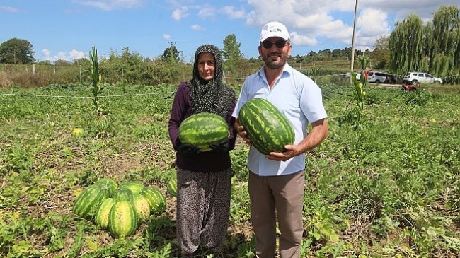 Coğrafi işaretli Kandıra karpuzunda hasat zamanı