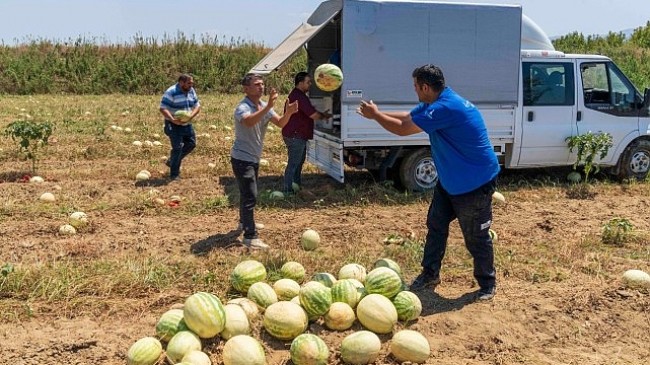 İzmirli çiftçi tarlada kalan karpuzunu hayvanlara bağışladı