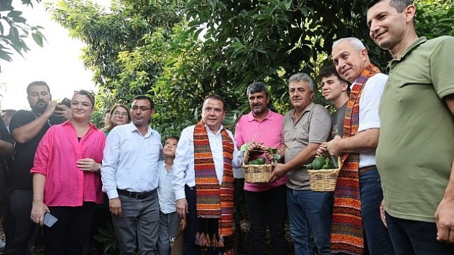 Başkan Böcek’ten avokado ve mango hasadı