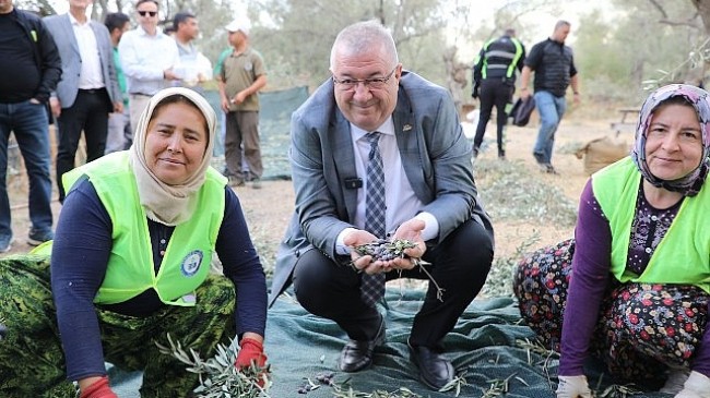 Edremit Belediyesi’nde zeytin hasadı başladı