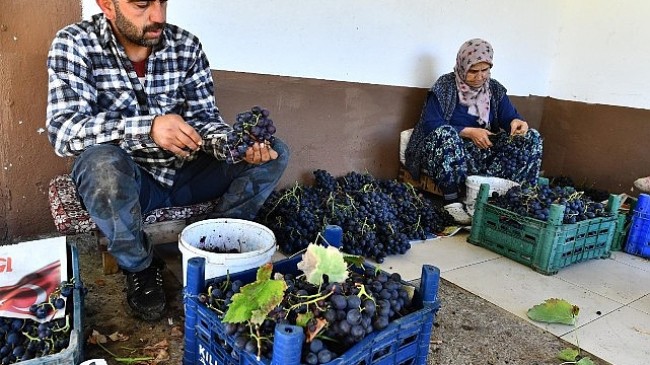 İzmir Büyükşehir Belediyesi 10 ton Kavacık üzümü dağıtıyor