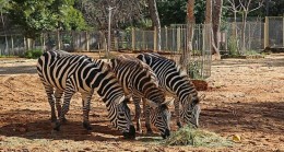 Antalya Hayvanat Bahçesi kapılarını ziyarete açıyor