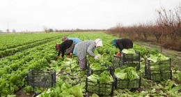 Aydın Büyükşehir Belediyesi Çiftçilere Alım Desteğini Sürüyor