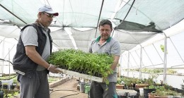 Kemer Belediyesi’nin Kendi Yetiştirdiği Sebze Fidanları Halkla Buluşmaya Hazırlanıyor