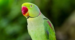 Yaşil Papağanların Yaşam Hakları İçin Başlatılan Mücadele Hızla Büyüyor