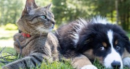 Kedi ve köpeklere kök hücre tedavisi
