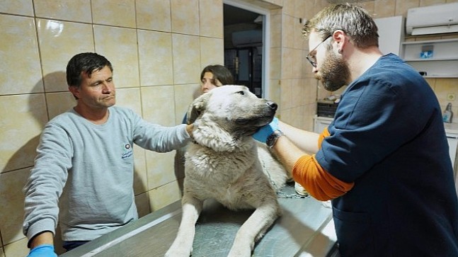 Depremzede köpek İzmir'de yaşayacak